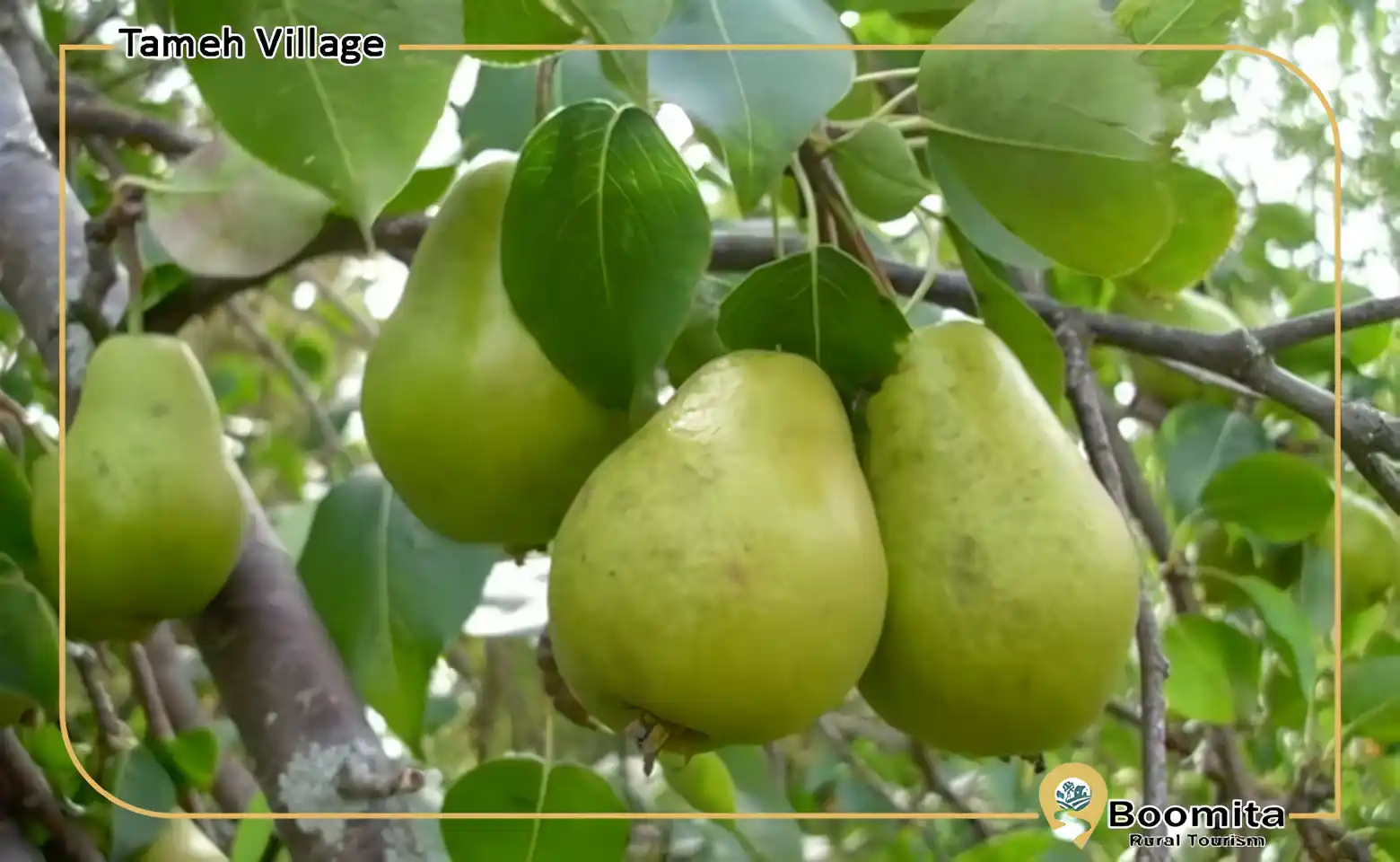 باغ‌های گلابی طامه – تحفه نطنز