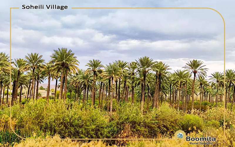 چشم انداز زیبای نخلستان
