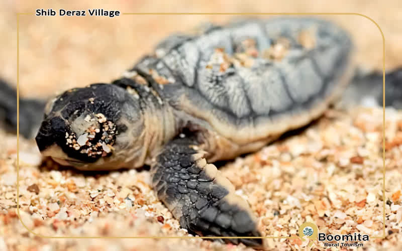 شهرت لاک پشت های پوزه عقابی در روستای شیب دراز