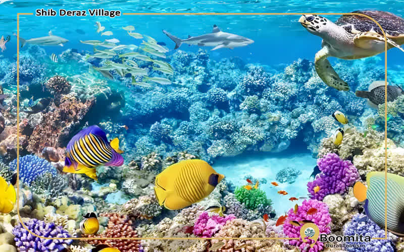 حیات دریایی در شیب دراز