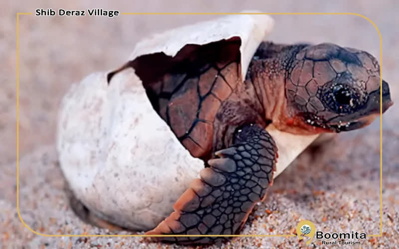 زمان از تخم بیرون آمدن لاک پشت های پوزه عقابی