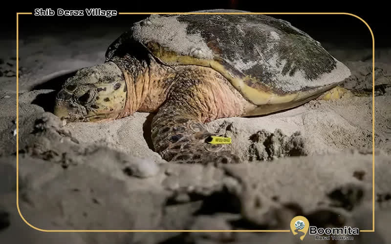 لاک پشت پوزه عقابی در ساحل شیب دراز