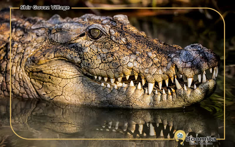 تمساح گاندو، حیات وحش روستای شیرگواز