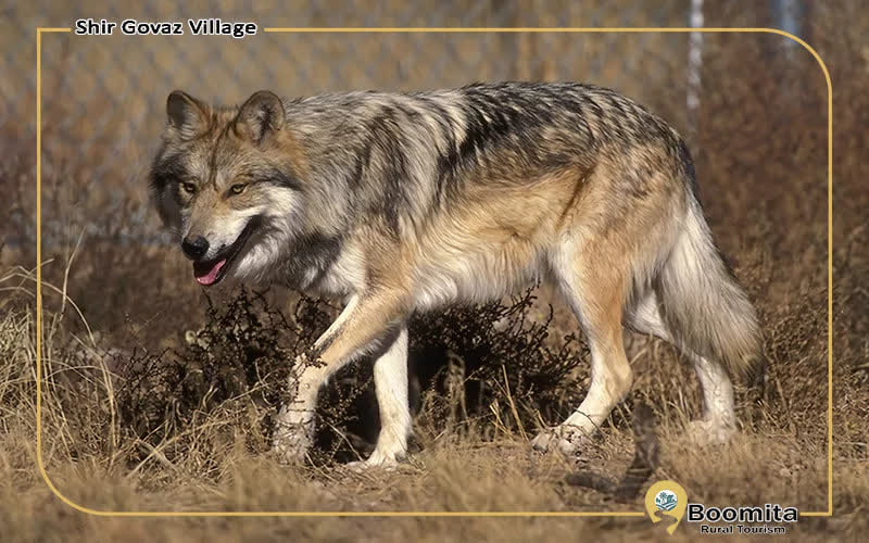 حیات وحش در روستای شیرگواز