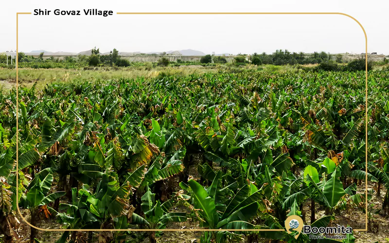 مزرعه موز در روستای شیرگواز