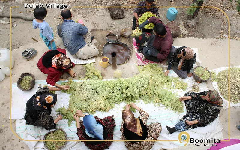 مراسم بولاو، درست کشمش به شیوه سنتی در روستای دولاب