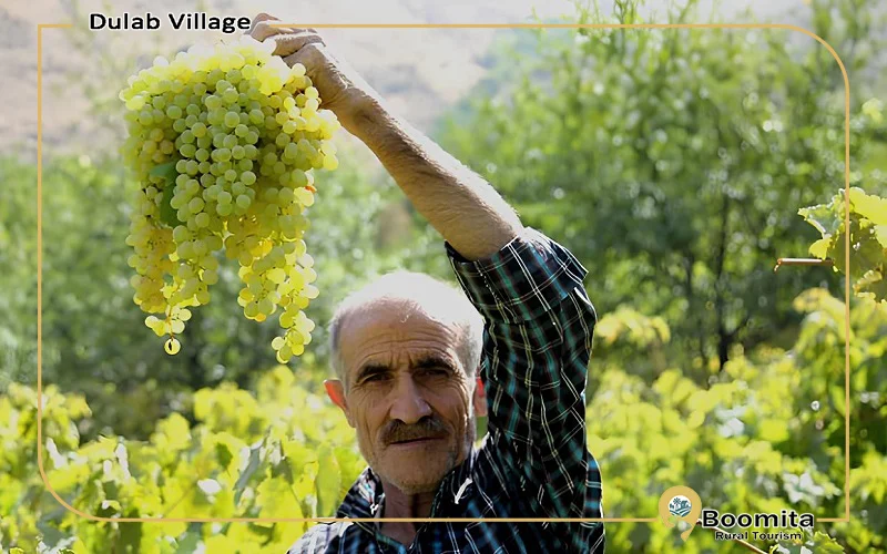 انگور در روستای دولاب
