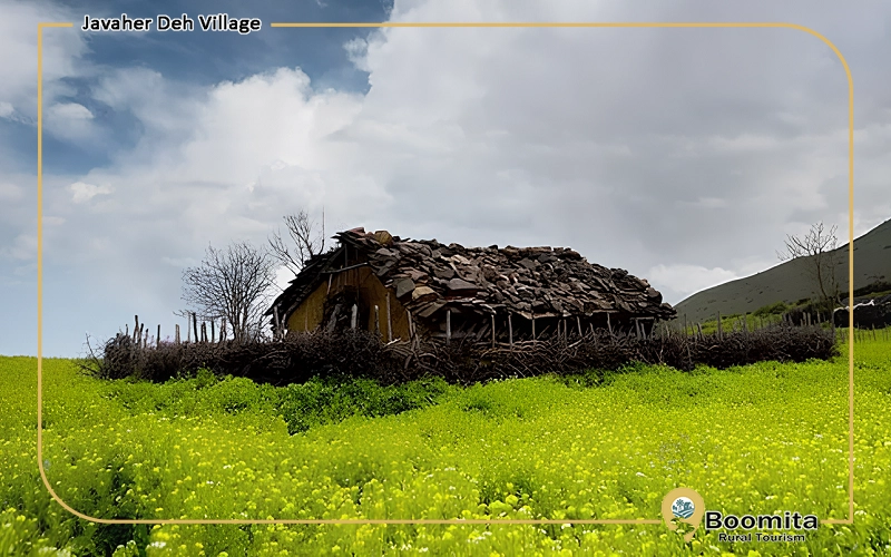 دشتی در روستای جواهرده مازندران با گل های زرد