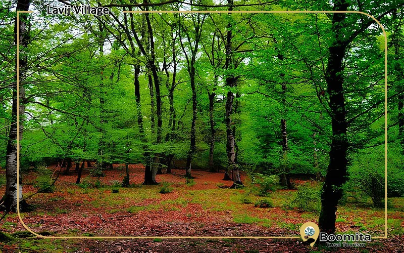 جنگل روستای لاویج مازندران