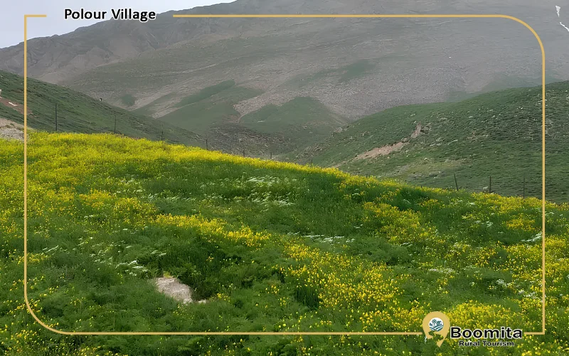 دشت گل زرد در روستای پلور