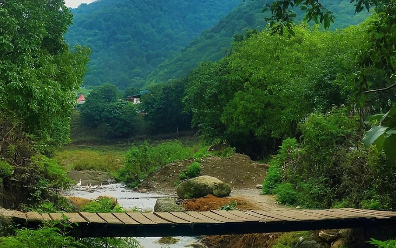 چشم انداز سبز جنگل در روستای لاویج