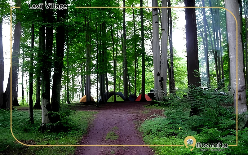 چشم انداز سبز جنگل