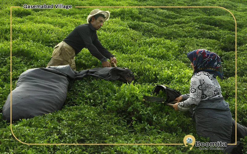 کارخانه و موزه چای قاسم‌آباد