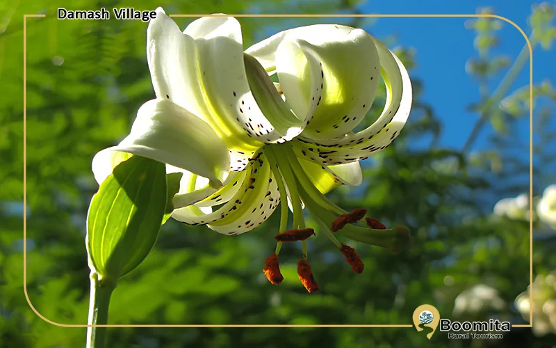 گل سوسن چلچراغ در روستای داماش
