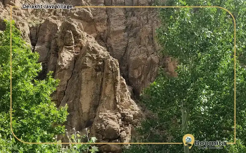 درخت جوز