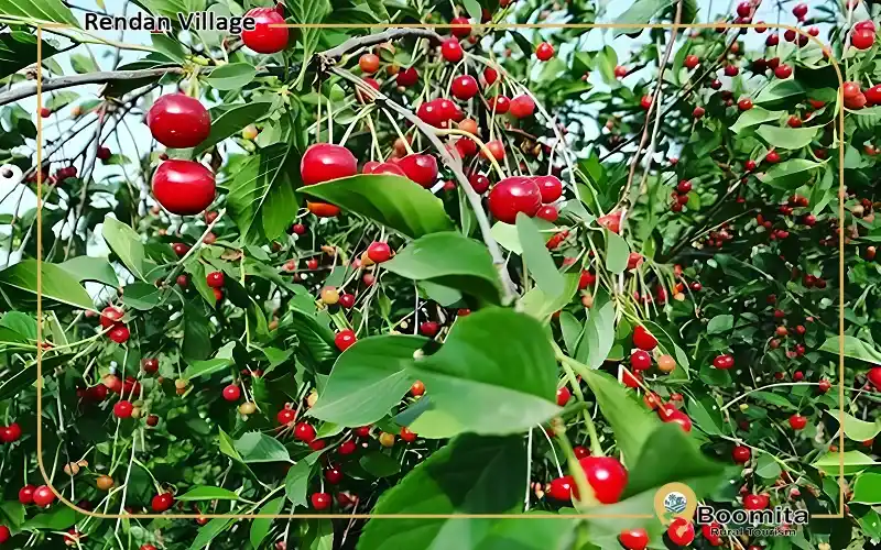 باغ های میوه روستای رندان